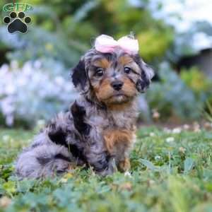 Bailey, Cavapoo Puppy